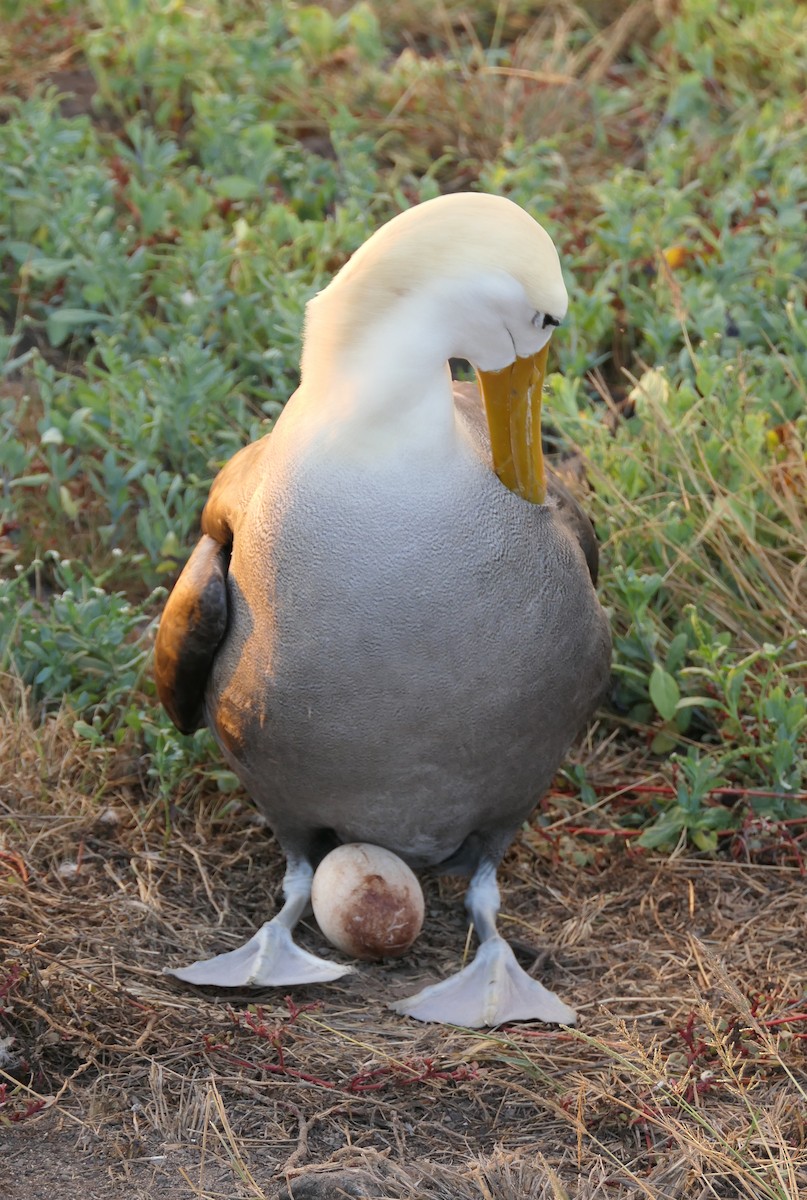 Waved Albatross - ML204365181