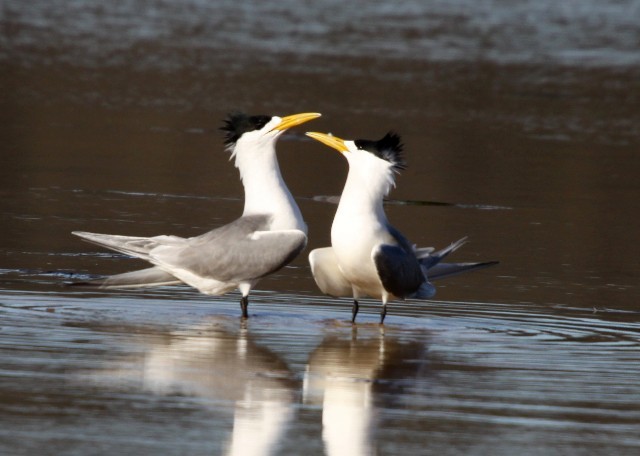 Great Crested Tern - ML204365521
