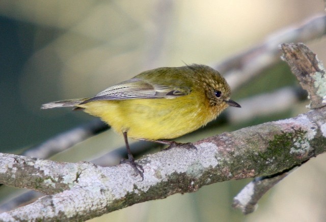 Yellow Thornbill - ML204365641