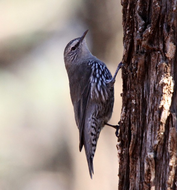 White-browed Treecreeper - ML204365691