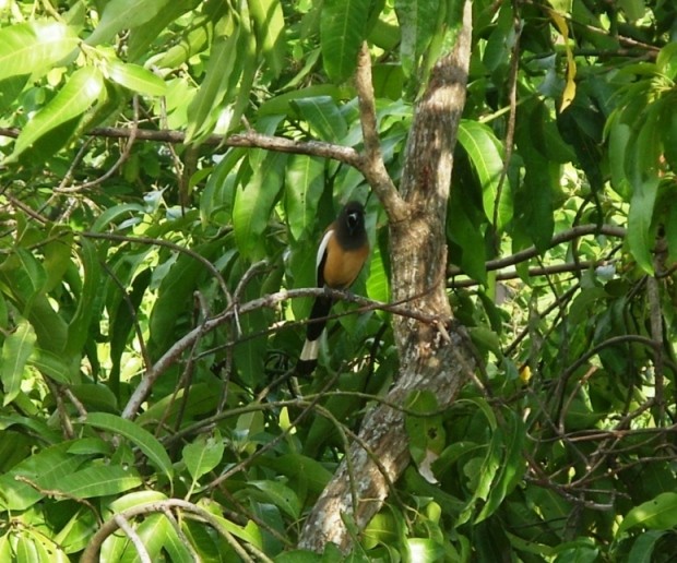 Rufous Treepie - ML204366391