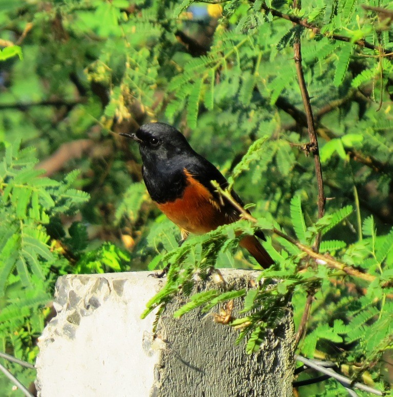 Black Redstart (Eastern) - ML204366521