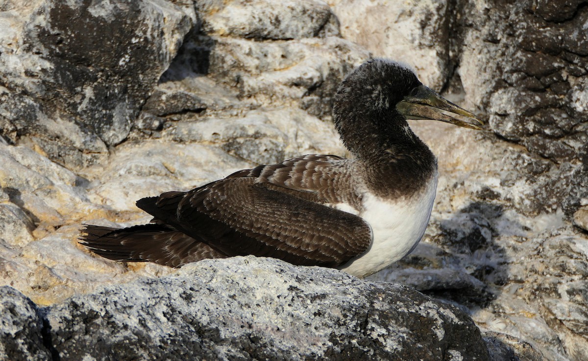 Nazca Booby - Paul Bartlett