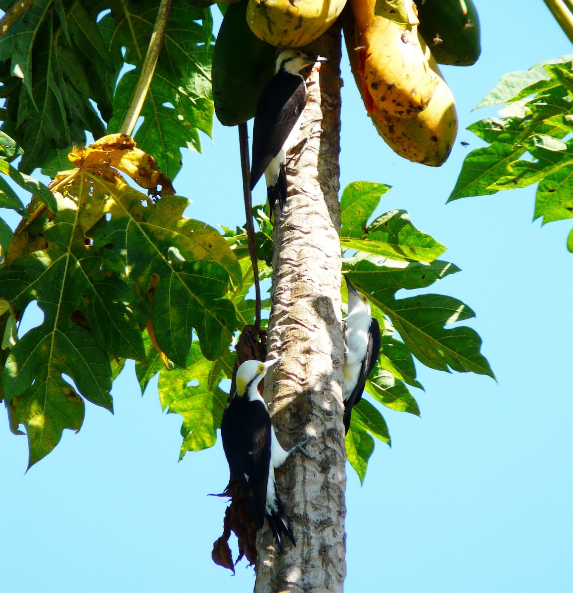 White Woodpecker - ML204367031