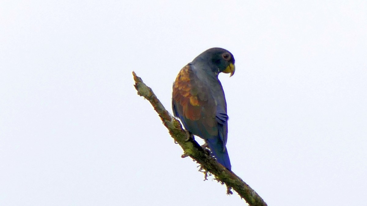 Bronze-winged Parrot - ML204367061