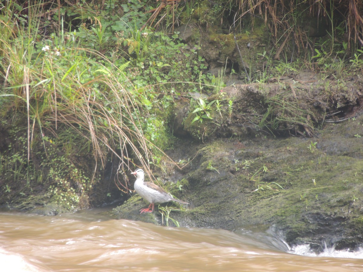 Torrent Duck - Paul Molina A