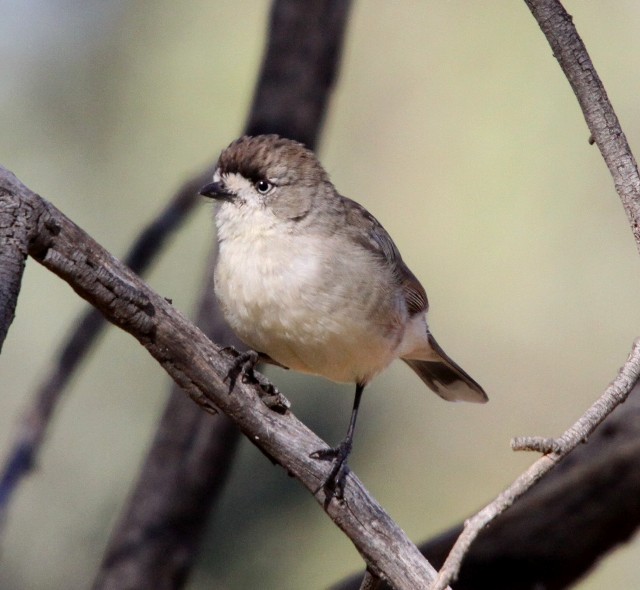 Southern Whiteface - ML204367211