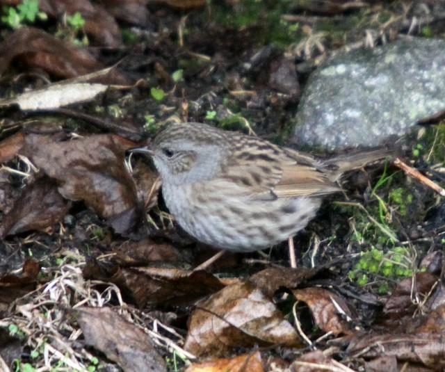 Dunnock - ML204367331