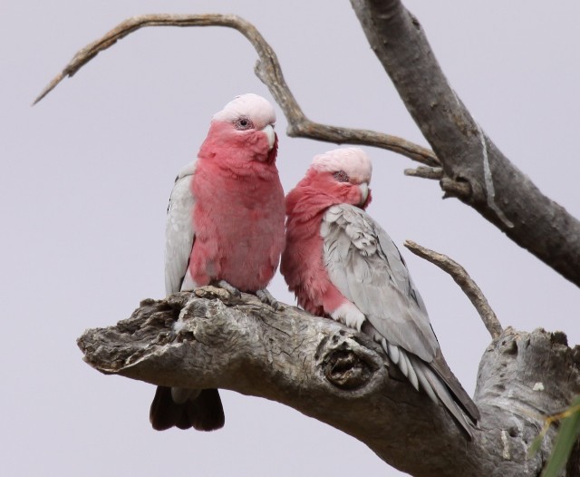 Galah - ML204367611