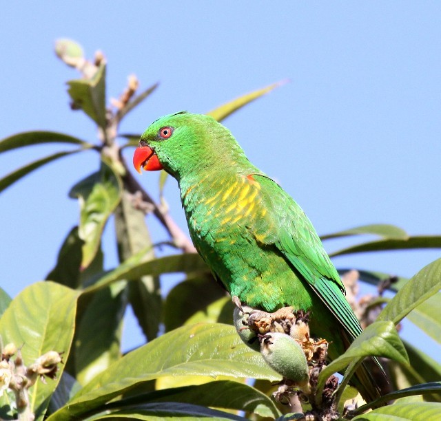 Scaly-breasted Lorikeet - ML204367741