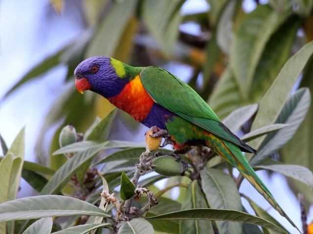 Rainbow Lorikeet - ML204367751