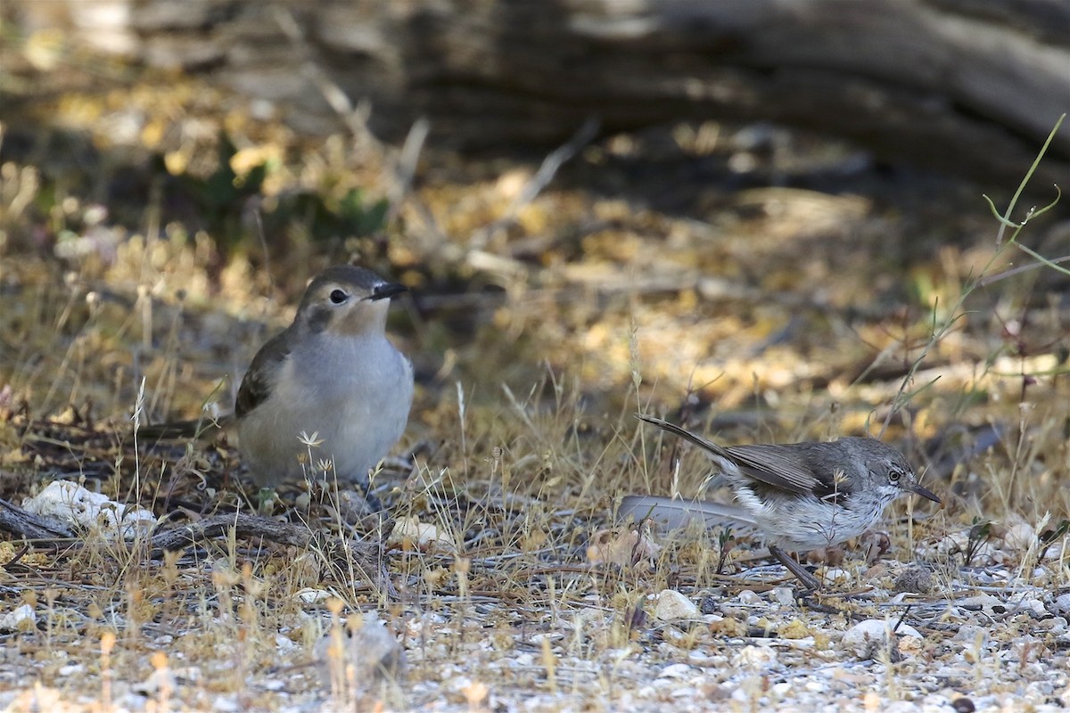 Black-eared Cuckoo - Jennifer Spry