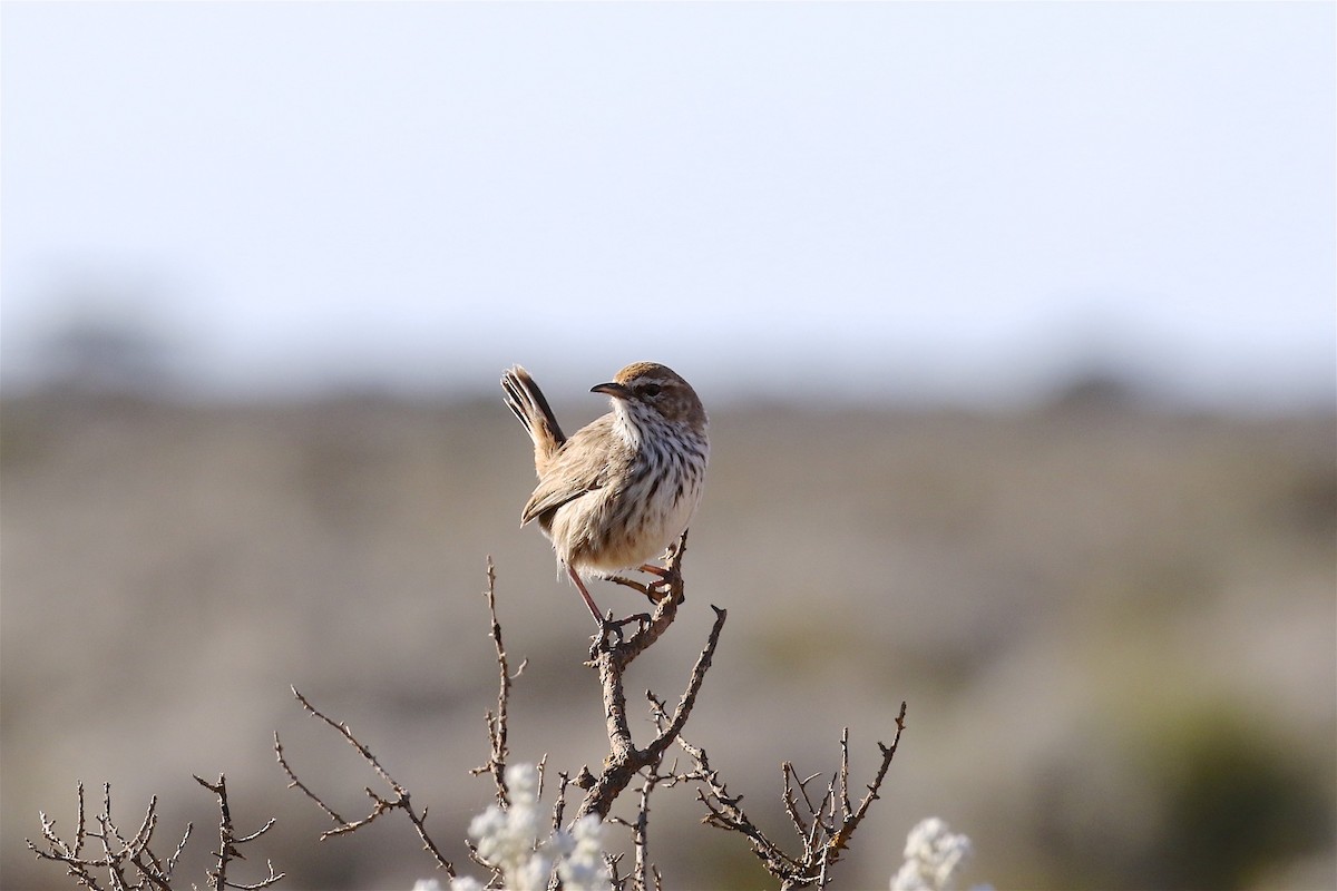 Rufous Fieldwren - ML204367921