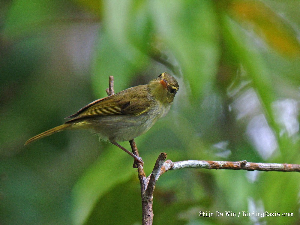 Lemon-throated Leaf Warbler - ML204368021