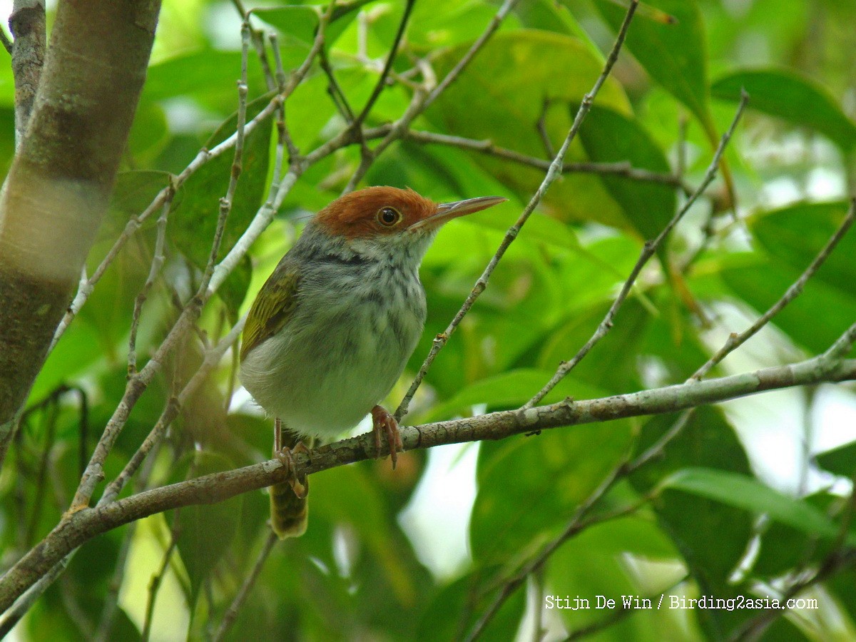 Visayan Tailorbird - Stijn De Win