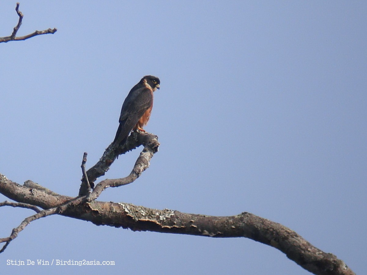 Oriental Hobby - ML204368091