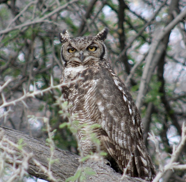 Spotted Eagle-Owl - ML204368671