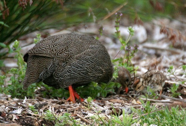 Cape Spurfowl - Rhonda Hansch