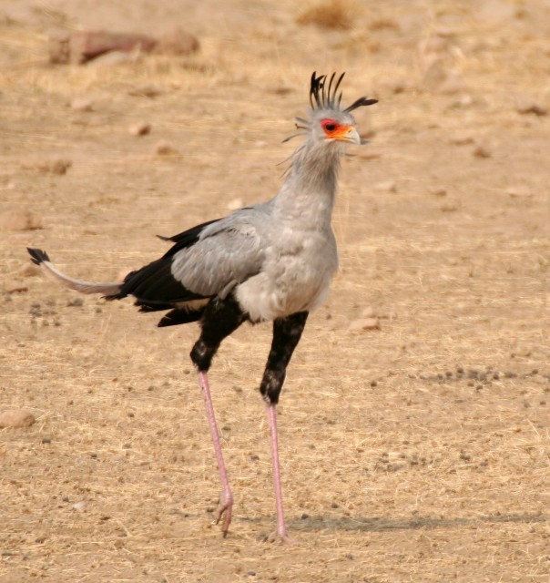 Secretarybird - ML204368711