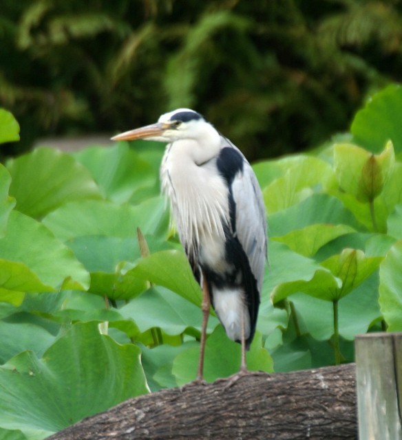 Gray Heron - Rhonda Hansch