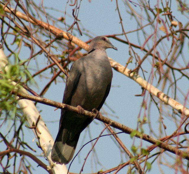 Red-eyed Dove - ML204368791