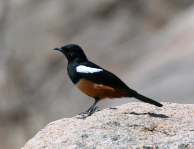 Mocking Cliff-Chat - ML204368911