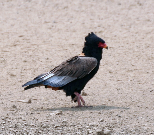 Bateleur - ML204369011