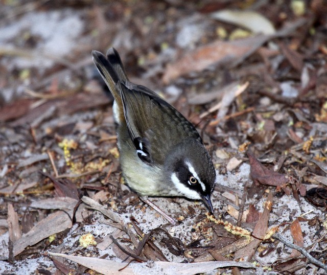 White-browed Scrubwren (Buff-breasted) - ML204369071