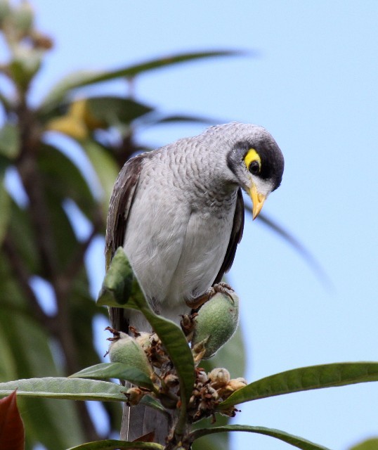 Noisy Miner - ML204369131