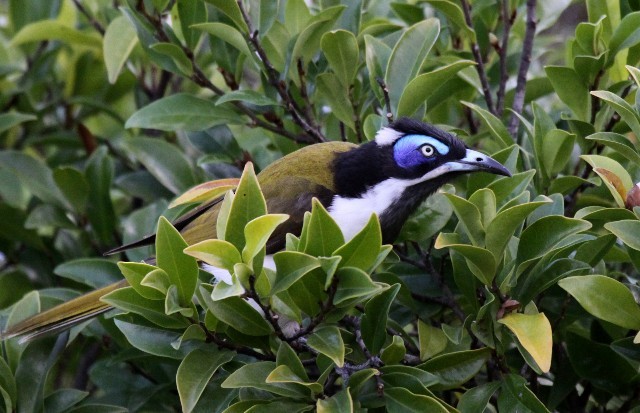 Blue-faced Honeyeater (Blue-faced) - ML204369171