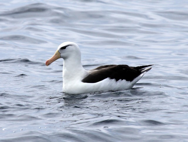 Black-browed Albatross (Black-browed) - ML204369221
