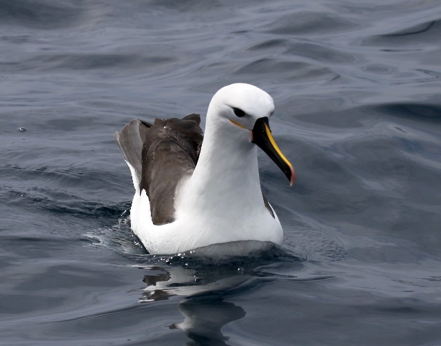 Indian Yellow-nosed Albatross - ML204369231
