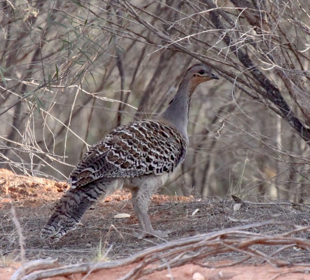 Malleefowl - Lindsay Hansch