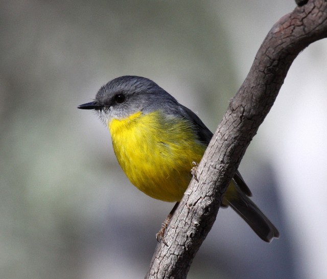 Eastern Yellow Robin - ML204369331
