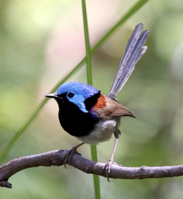 Variegated Fairywren - ML204369561