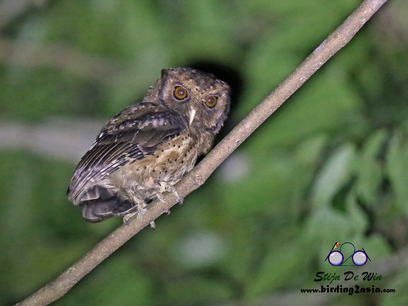 Reddish Scops-Owl - ML204369731