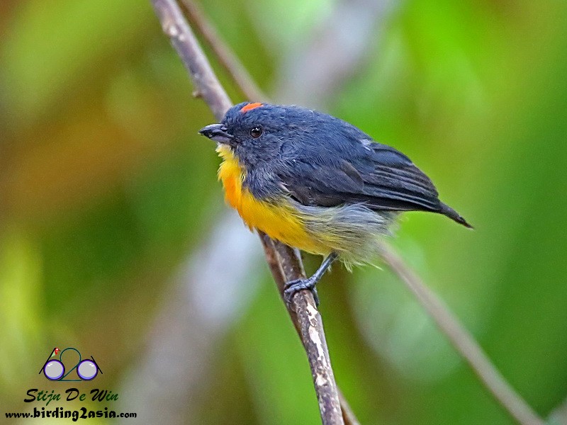 Yellow-rumped Flowerpecker - ML204369881