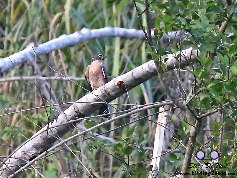 Northern Hawk-Cuckoo - Stijn De Win