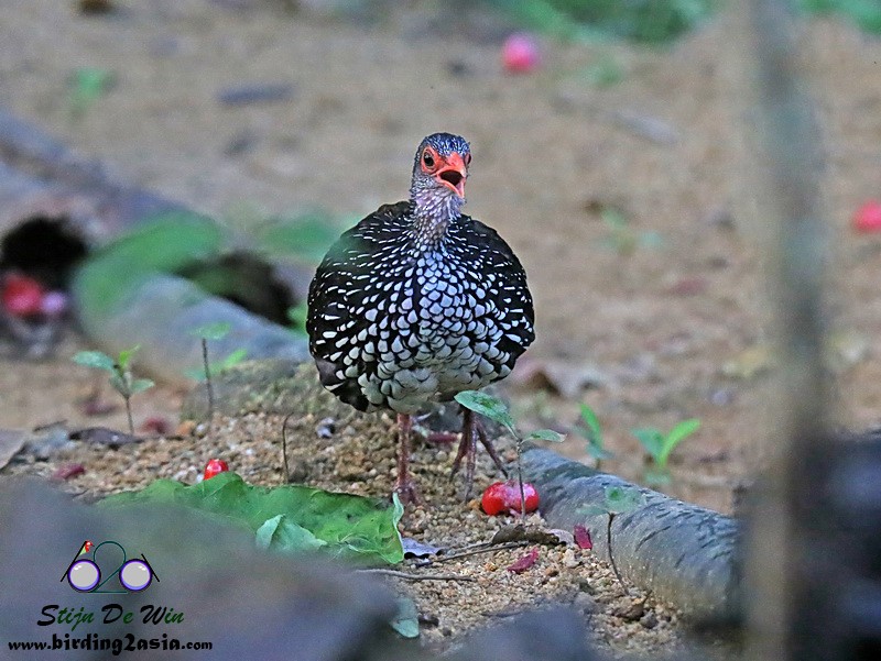 Sri Lanka Spurfowl - ML204369931