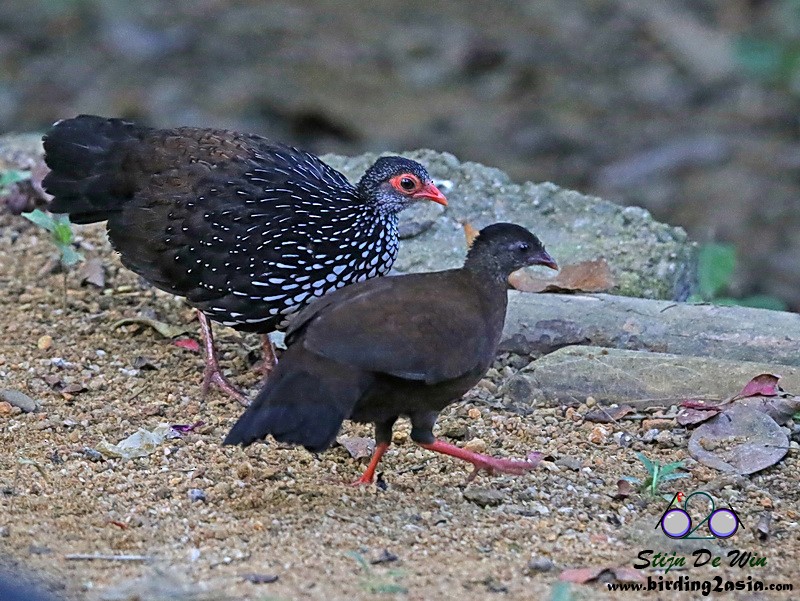Sri Lanka Spurfowl - ML204369941