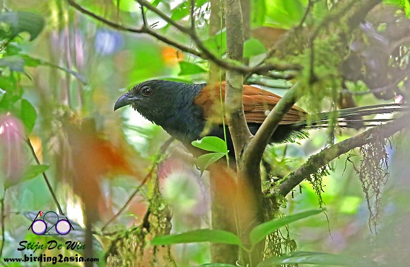 Short-toed Coucal - Stijn De Win