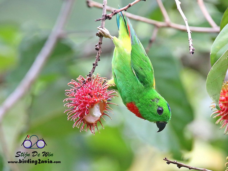 Blue-crowned Hanging-Parrot - Stijn De Win