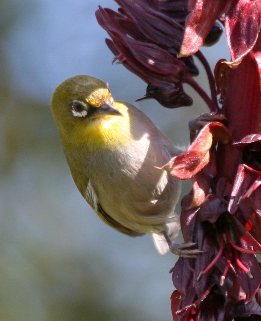 Cape White-eye (Cape) - ML204370891