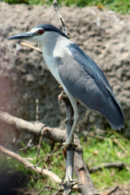 Black-crowned Night Heron - Rhonda Hansch