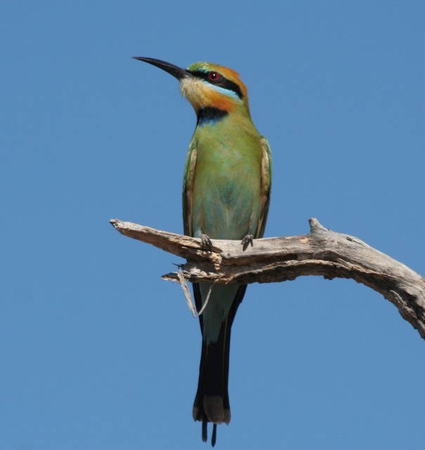 Rainbow Bee-eater - ML204371201