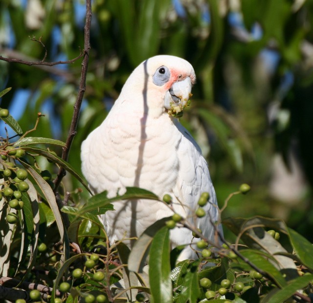 Little Corella - ML204371311