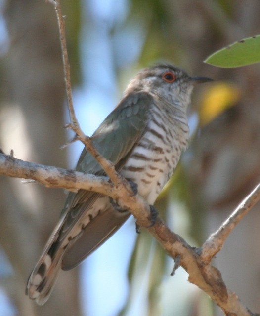 kukačka trpasličí - ML204371341