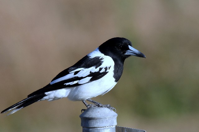 Pied Butcherbird - ML204371391