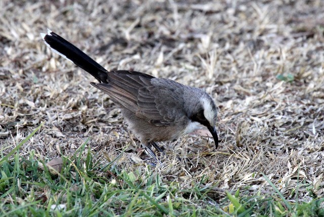 Gray-crowned Babbler - ML204371401