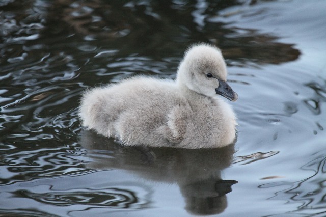 Black Swan - Lindsay Hansch